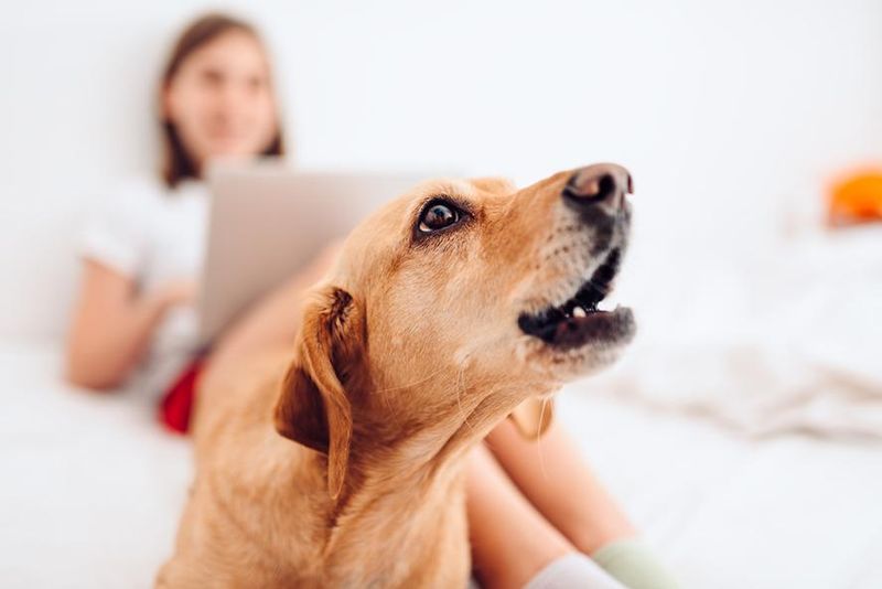 Dog Barking at Specific Times