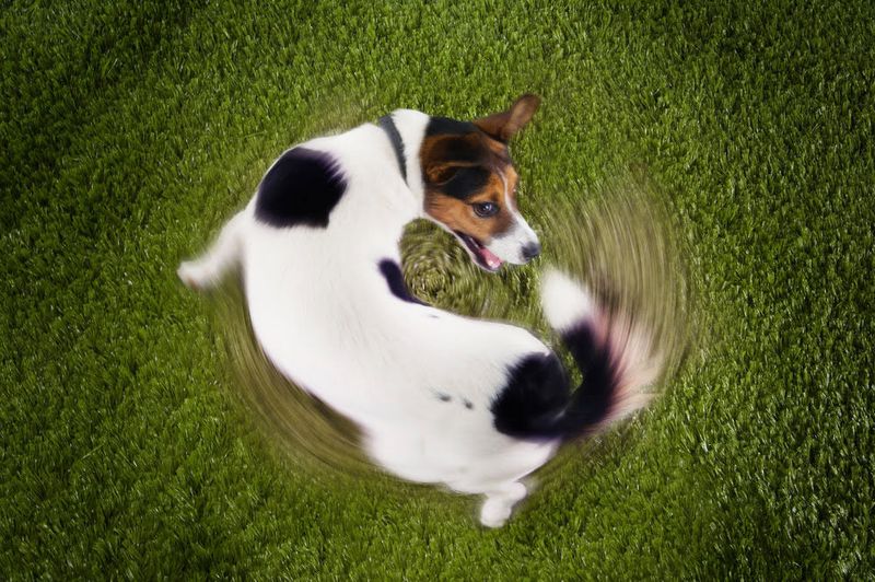 Dog Circling Before Lying Down