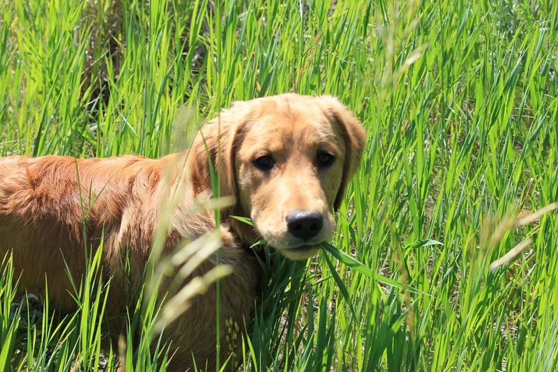 Dog Eating Grass