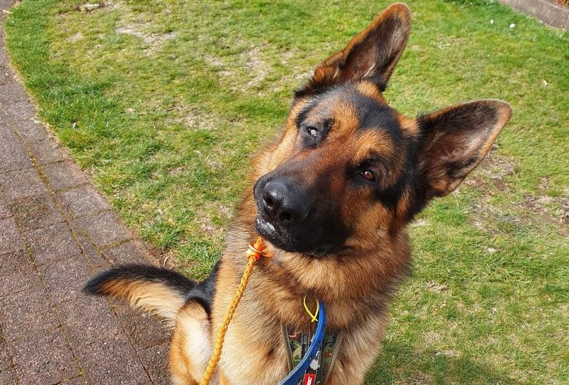 Dog Head Tilting
