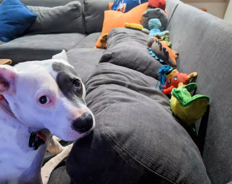 Dog Hiding Toys
