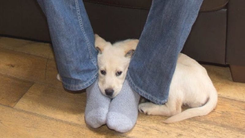 Dog Sitting on Feet