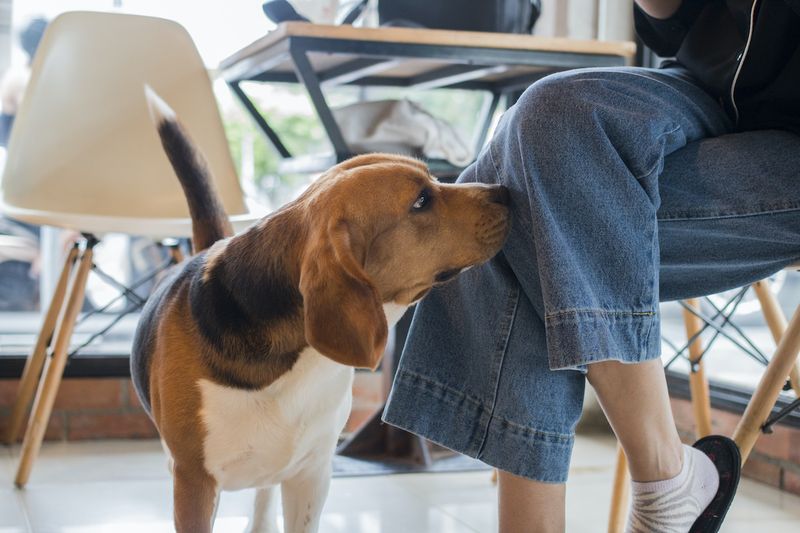 Dog Sniffing People Intently