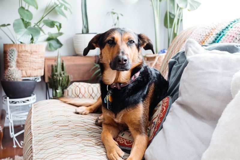 Dog Staring at You
