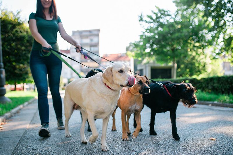 Dog Walker Services