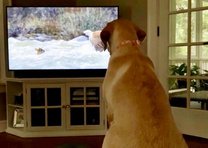 Dog Watching TV