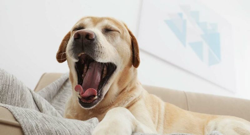 Dog Yawning in Response to Your Yawn