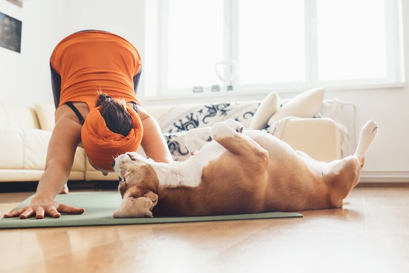 Dog Yoga (Doga)
