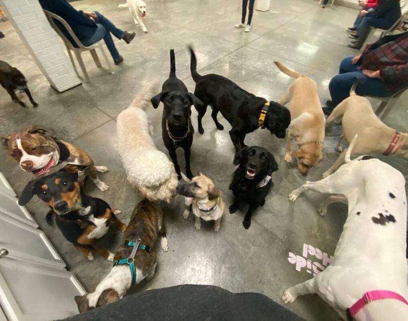 Doggie Playdates