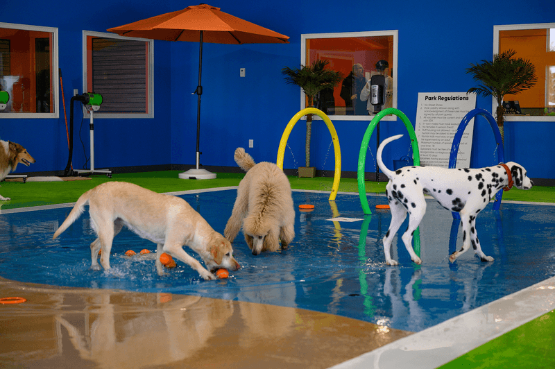 Doggy Daycare