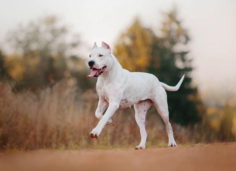 Dogo Argentino