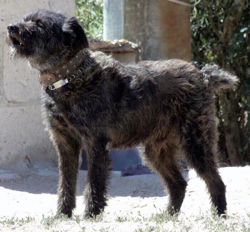 Dogo Sardesco