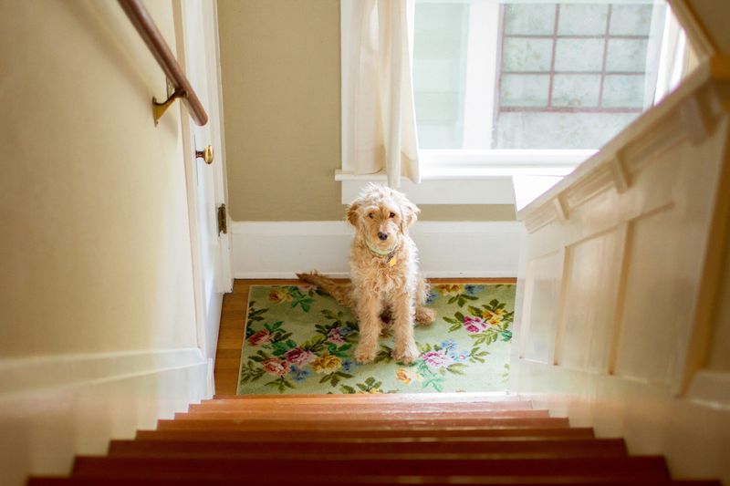 Dogs' Internal Clocks
