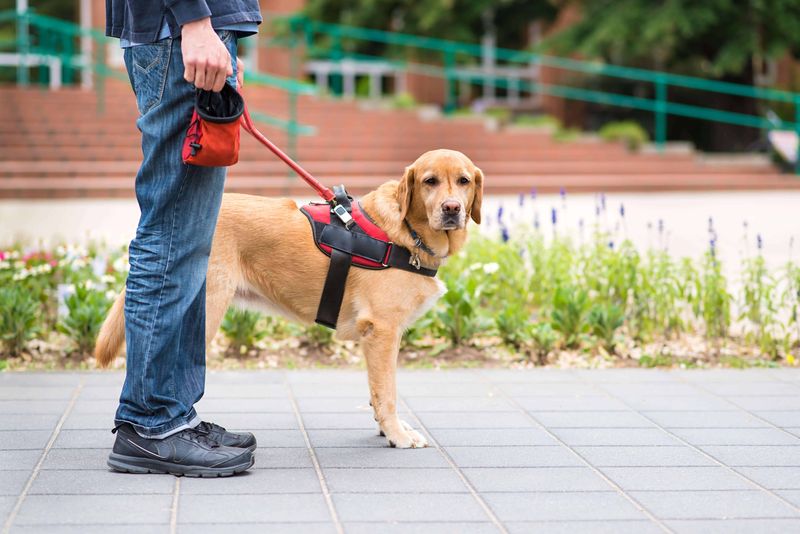Dogs' Sense of Responsibility