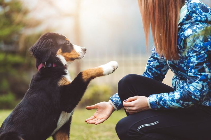 Dogs' Versatile Learning Capabilities