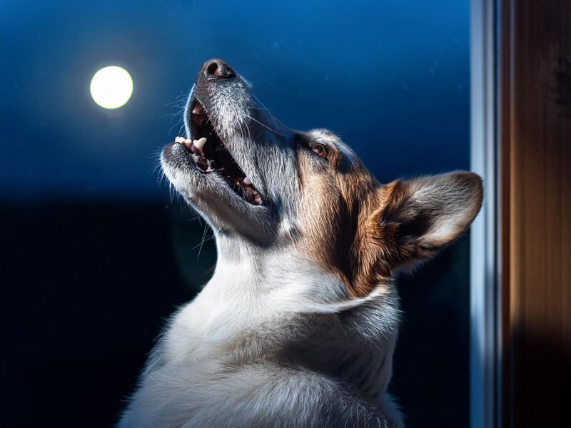 Dogs Barking at Night