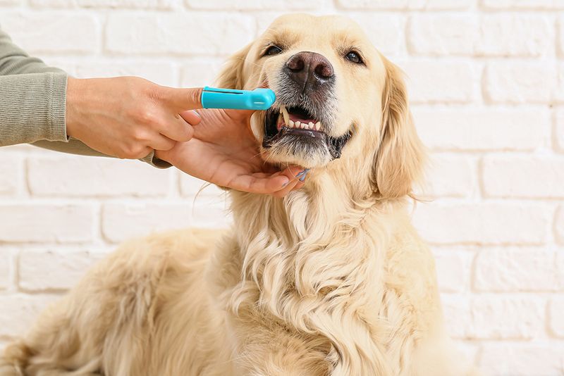 Dogs Don’t Need Oral Care