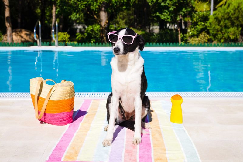 Dogs Don’t Need Sunscreen