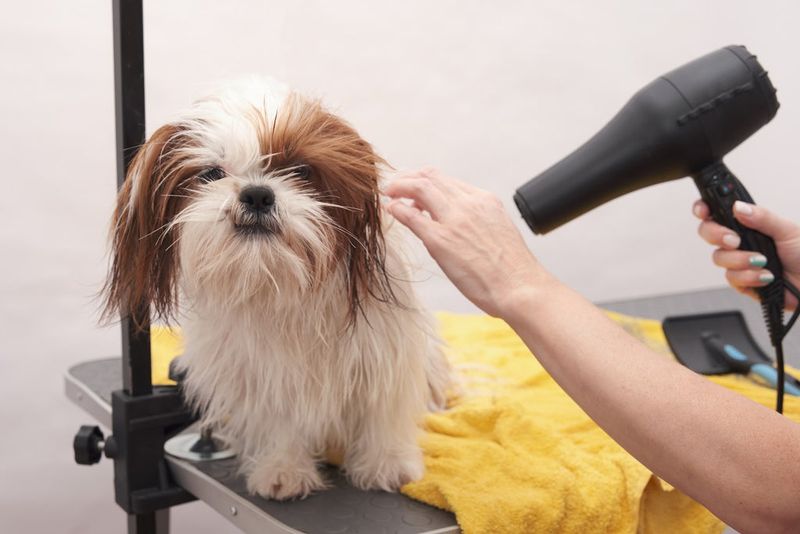 Dogs Dry Naturally After Baths