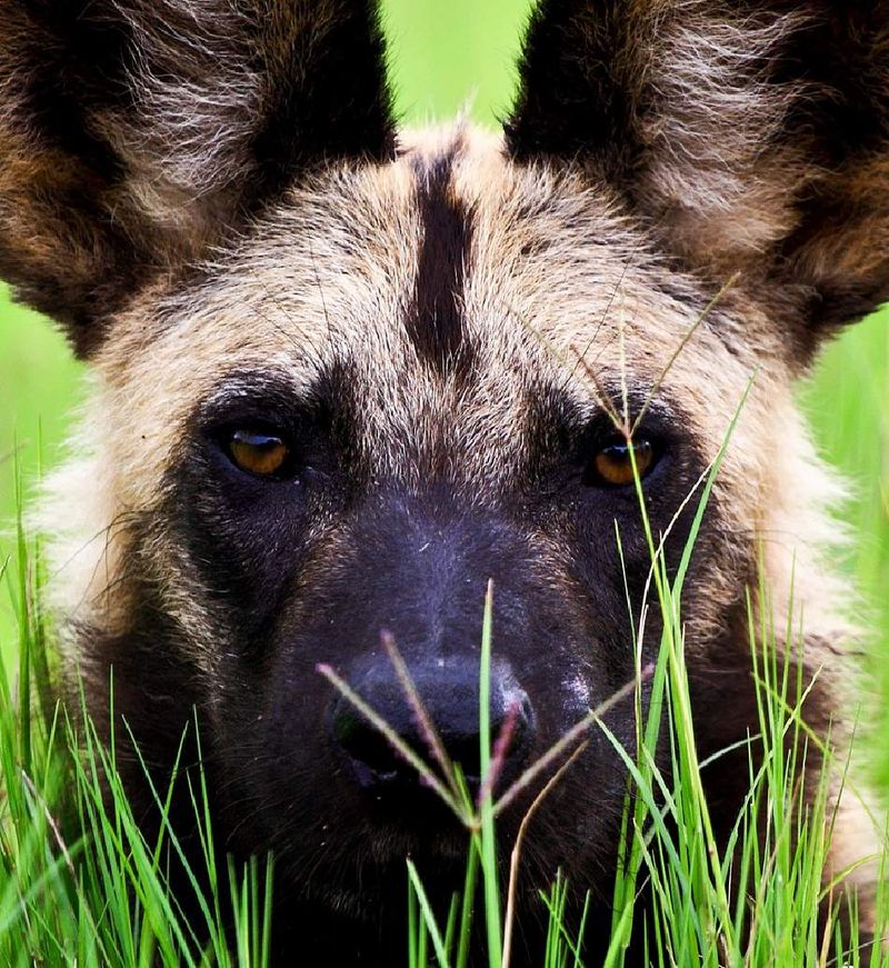 Dogs Eating Grass
