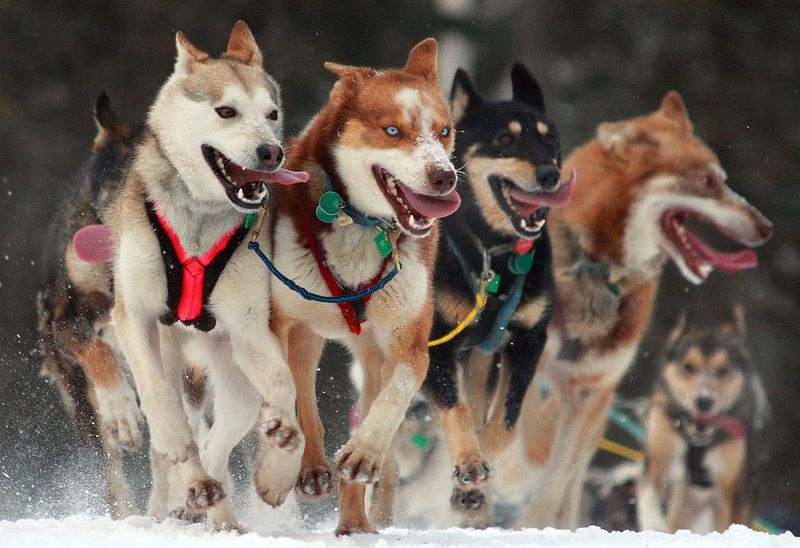 Dogs Excel in Teamwork