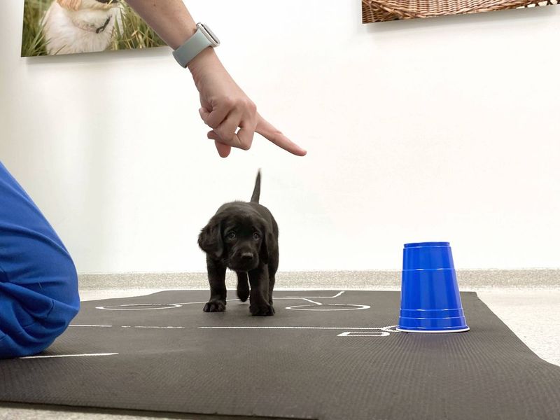 Dogs Exhibit Advanced Social Cognition