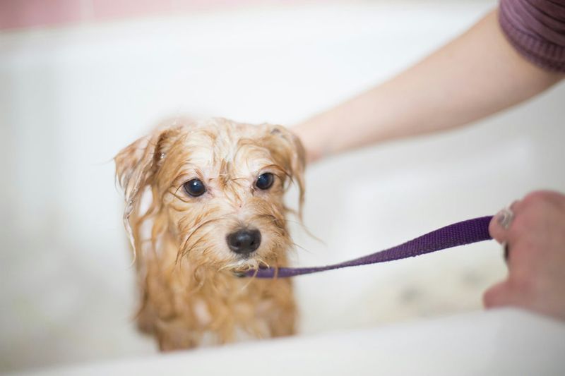 Dogs Naturally Stay Clean