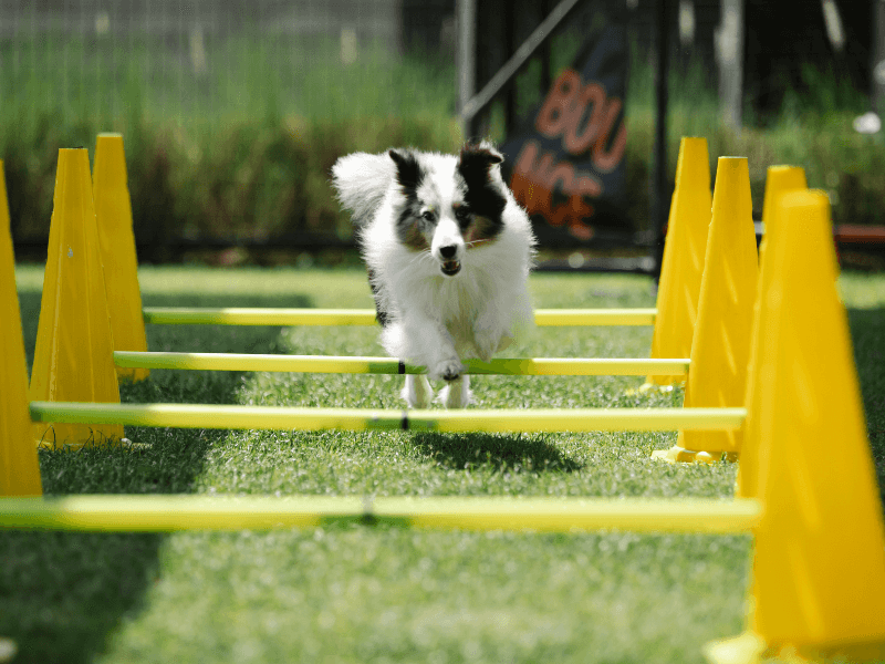 Dogs Show Spatial Awareness
