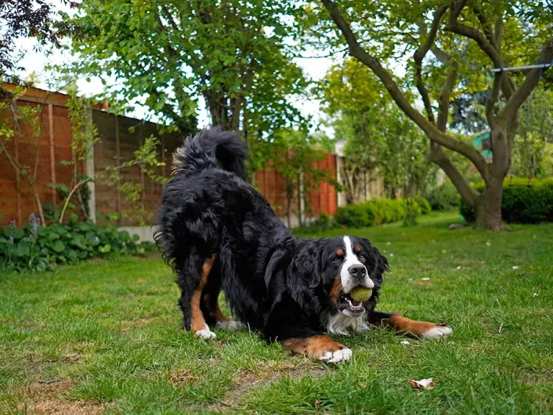 Dogs and Body Language