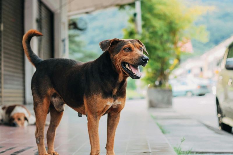 Dogs and Loyalty