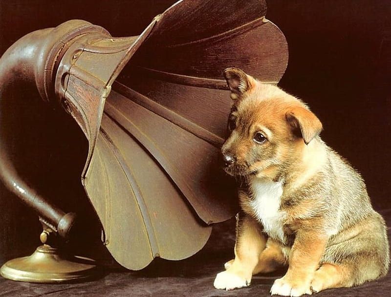 Dogs and Music