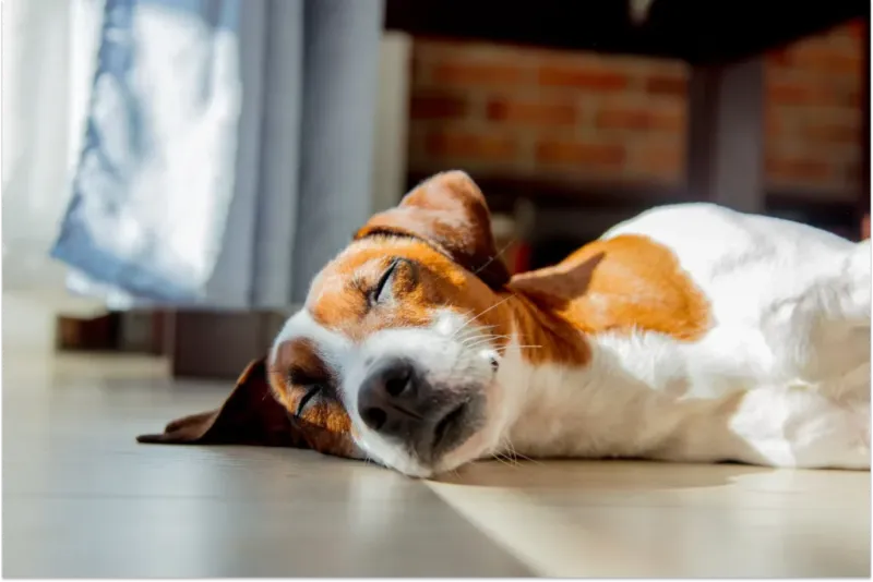 Dogs' Dream Worlds