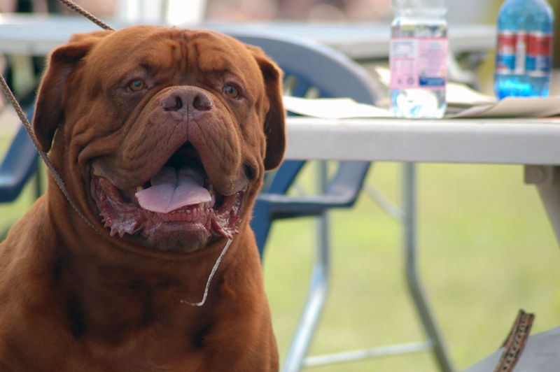 Dogue de Bordeaux