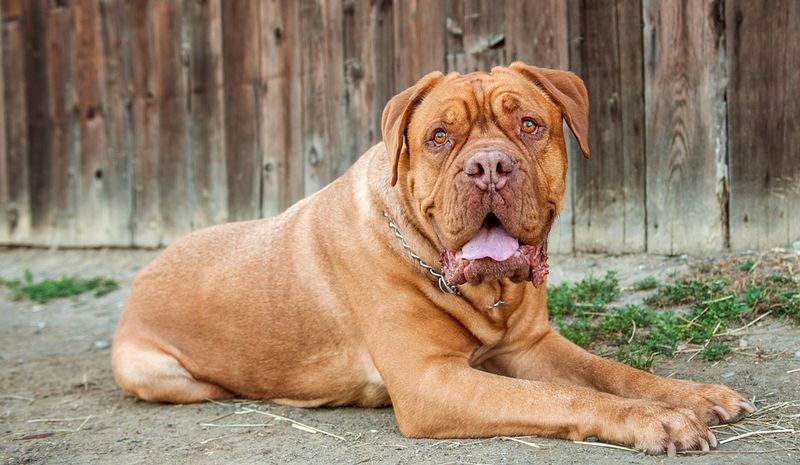 Dogue de Bordeaux