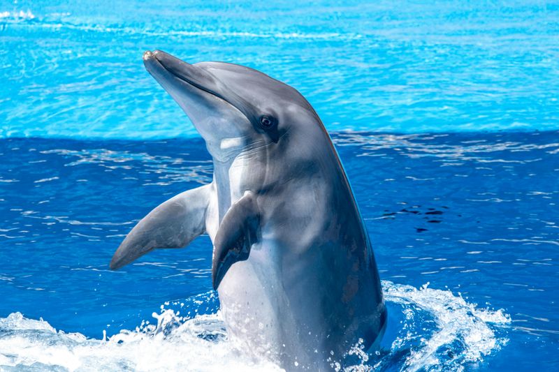 Dolphin