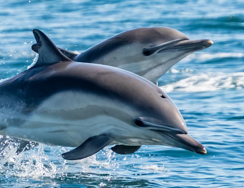 Dolphin
