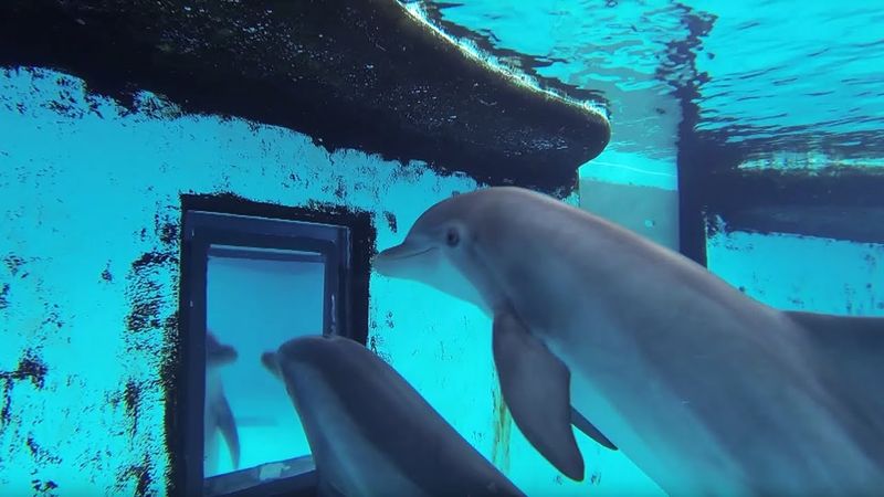 Dolphin