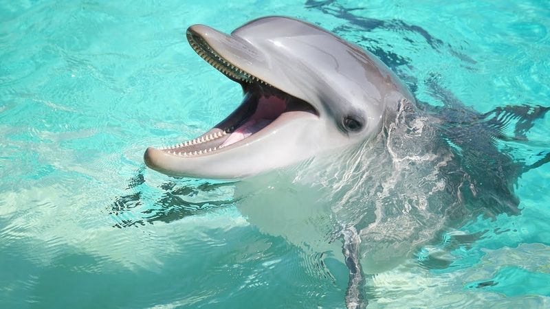 Dolphin