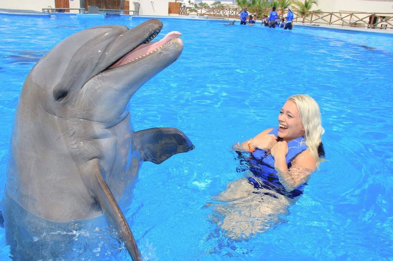 Dolphin