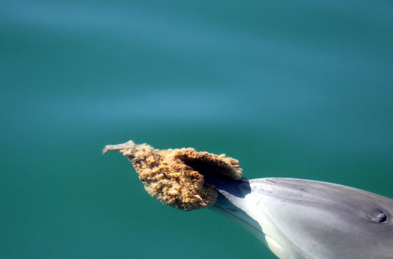 Dolphin
