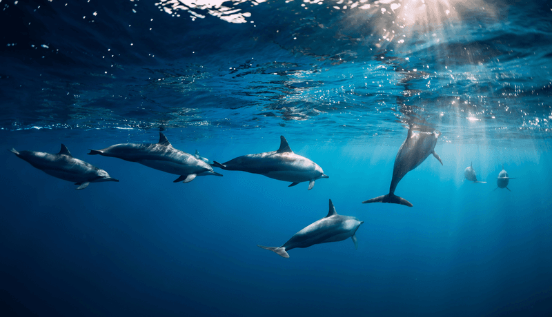 Dolphin