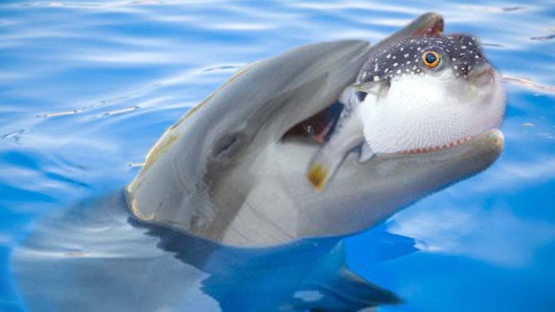 Dolphins