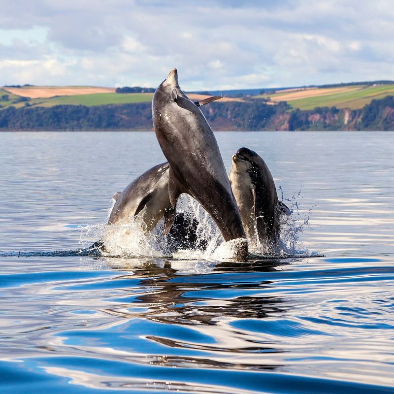 Dolphins