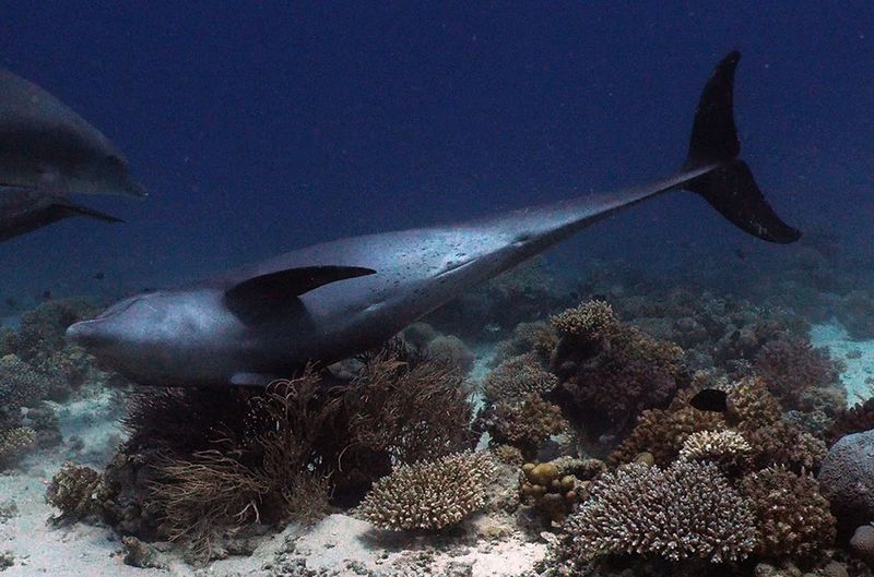 Dolphins Rubbing Against Coral