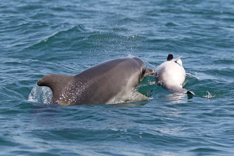 Dolphins