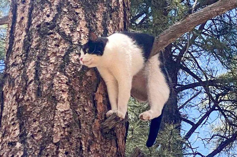 Domestic Cat