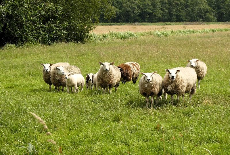 Domestic Sheep