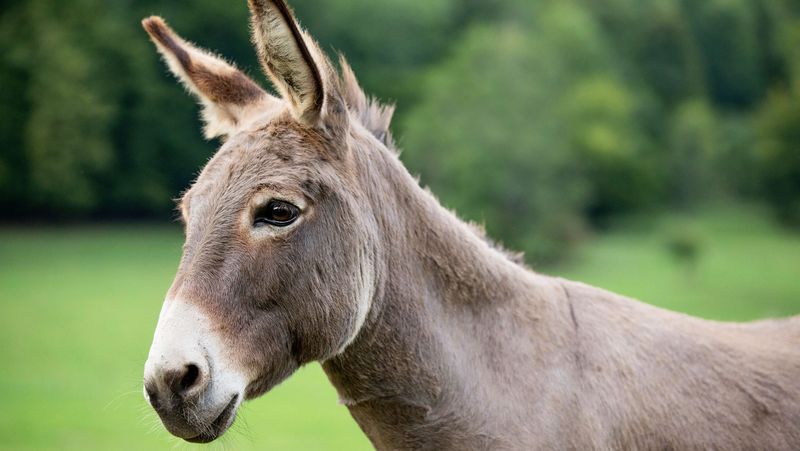 Donkey