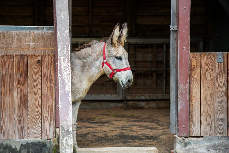 Donkeys