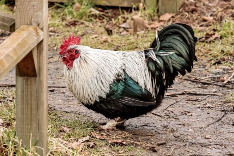 Dorking Chicken